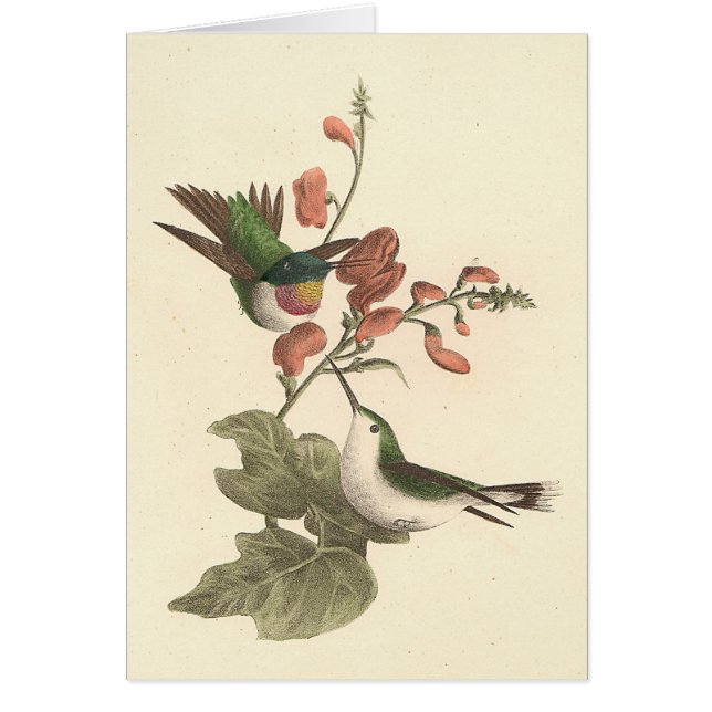 The Red-throated or Ruby-throated Hummingbird (Front)