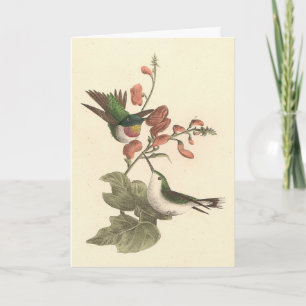 The Red-throated or Ruby-throated Hummingbird Card