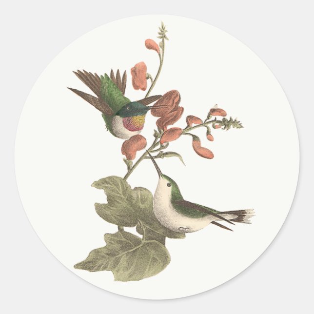 The Red-throated or Ruby-throated Hummingbird Classic Round Sticker (Front)