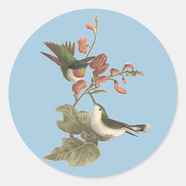 The Red-throated or Ruby-throated Hummingbird Classic Round Sticker (Front)