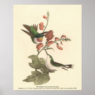 The Red-throated or Ruby-throated Hummingbird Poster