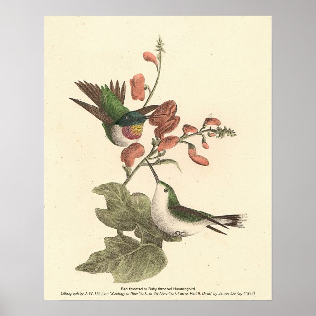 The Red-throated or Ruby-throated Hummingbird Poster (Front)