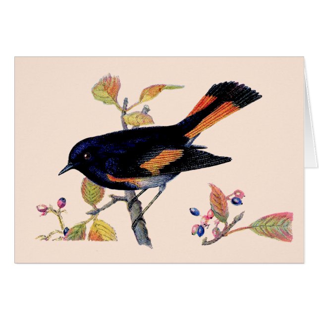 The Redstart Bird Thank You Card (Front Horizontal)