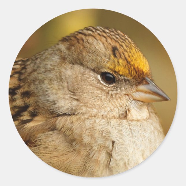 The Resilience of One Golden-Crowned Sparrow Classic Round Sticker (Front)