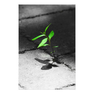 The resilience of plants over bricks photo print