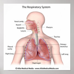 The respiratory system labeled poster