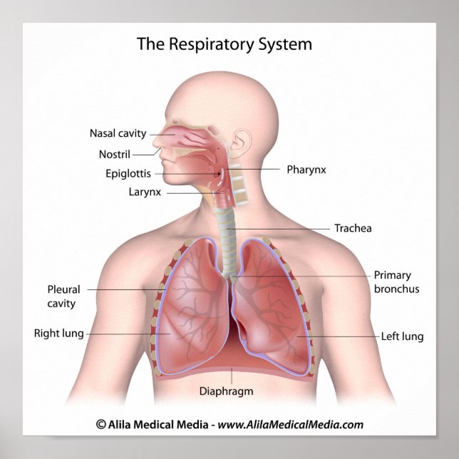 The respiratory system labeled poster (Front)