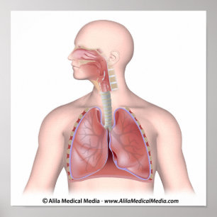 The respiratory system unlabeled poster