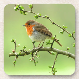 The Robin Coaster