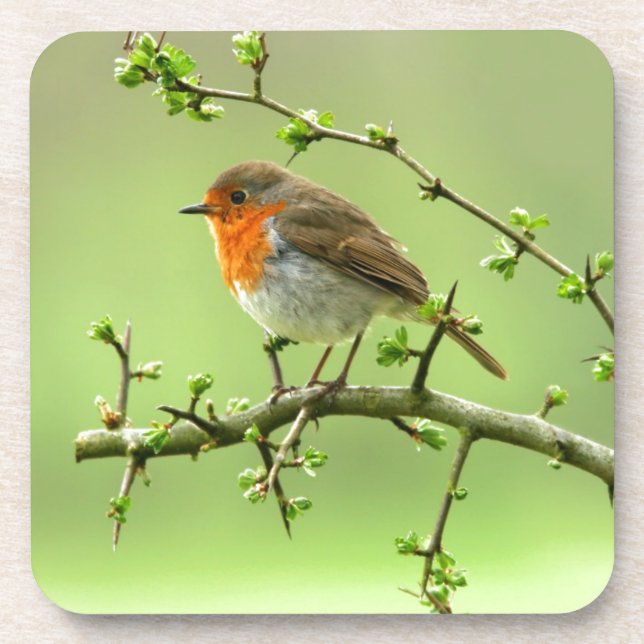 The Robin Coaster (Front)