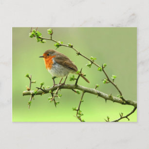 The Robin Postcard