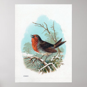 The Robin Vintage Bird Illustration Poster