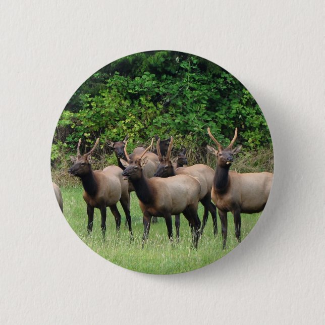 The Roosevelt Elk Herd 6 Cm Round Badge (Front)