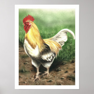 The Rooster Poster