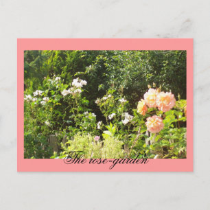The rose-garden postcard
