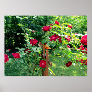 THE ROSE GARDEN  POSTER