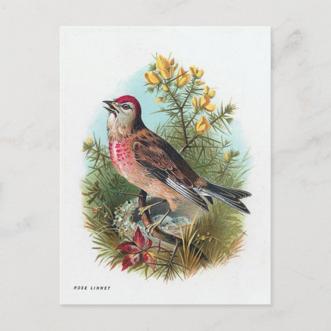 The Rose Linnet Postcard (Front)