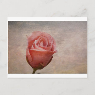 The Rose Postcard