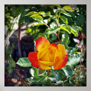the rose poster
