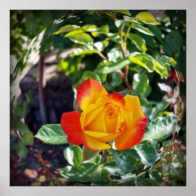 the rose poster (Front)