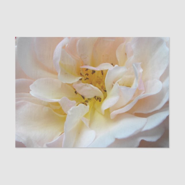 The Rose Tissue Paper (Front)