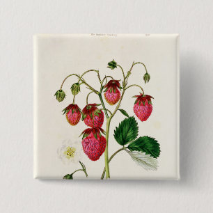 The Roseberry Strawberry, engraved by Watte 15 Cm Square Badge