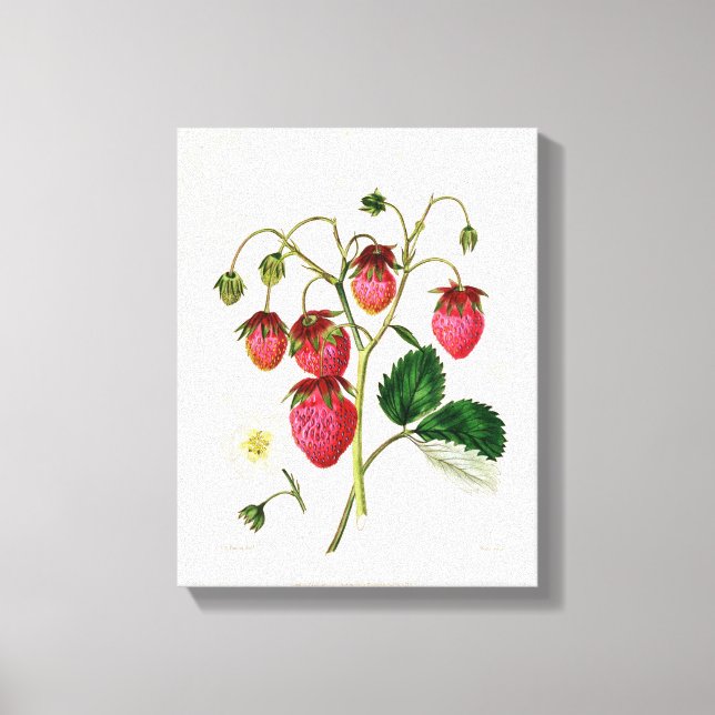 The Roseberry Strawberry, engraved by Watte Canvas Print (Front)