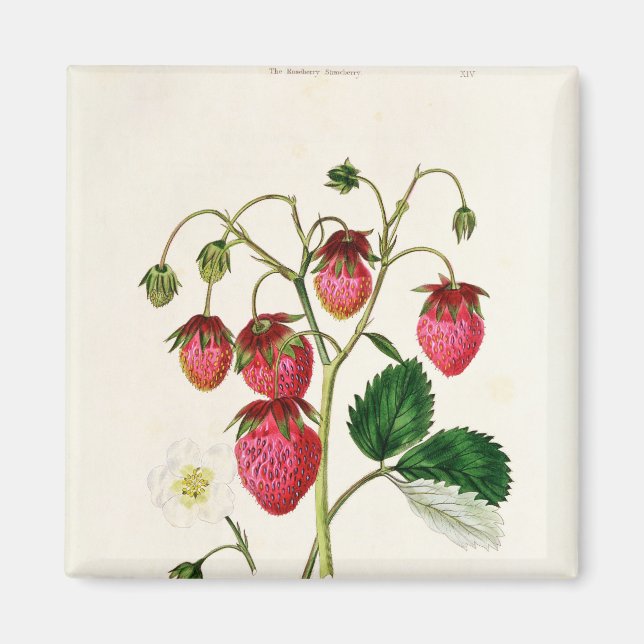The Roseberry Strawberry, engraved by Watte Magnet (Front)