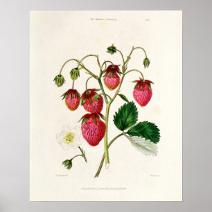 The Roseberry Strawberry, engraved by Watte Poster
