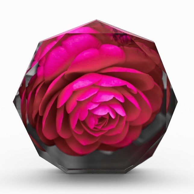 The Rosy Camellia  Photo Block (Front)