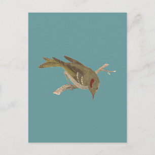 The Ruby-crowned Kinglet (Regulus calendula) Postcard