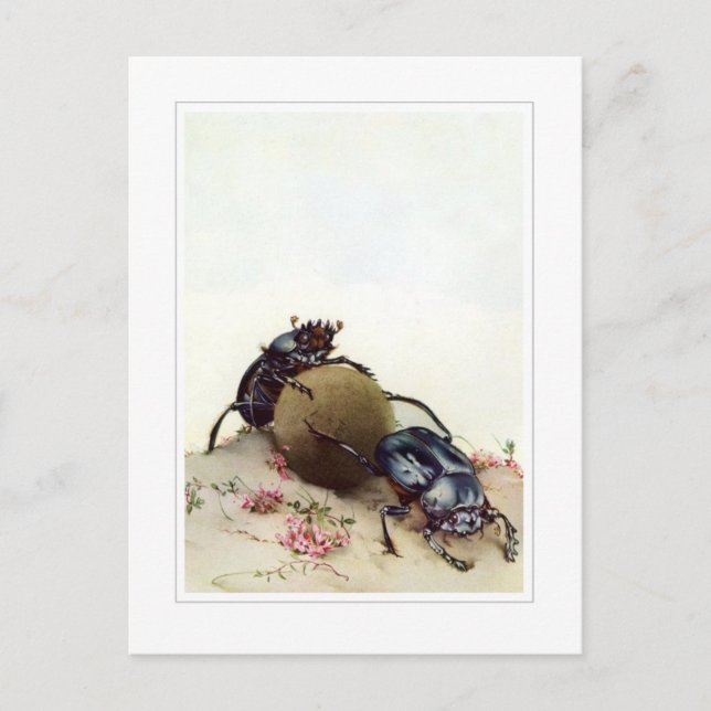 The Sacred Beetle Postcard (Front)
