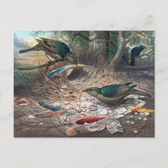 The Satin Bower-Bird by Joseph Wolf Postcard (Front)