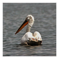 The Sea Breeze Blows The Pelican Where He Wants