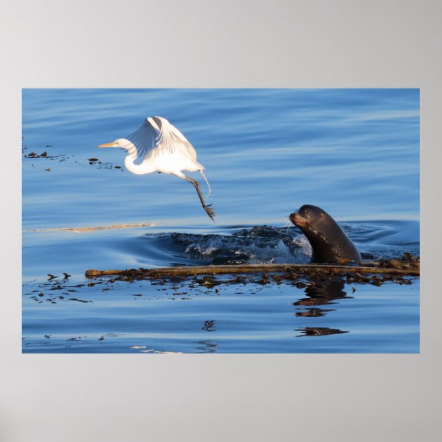 The Sea Lion and the Great White Egret  Poster (Front)