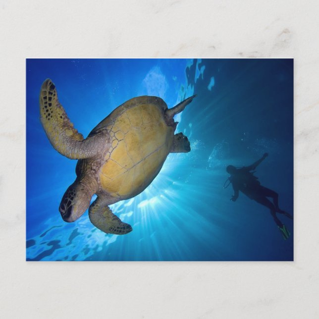 The Sea Turtle and Diver Postcard (Front)
