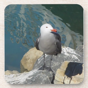 The Seagull Larry Day Ken Gauge Bird Photography Coaster