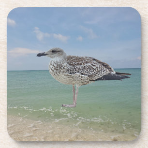 The seagulls coaster