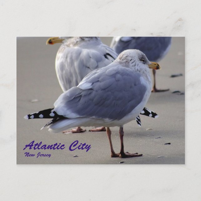 The Seagulls of Atlantic City Postcard (Front)