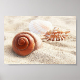 The seashells on the sand close up poster