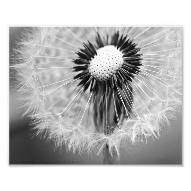 The Seeds of Tomorrow Photo Print (Front)