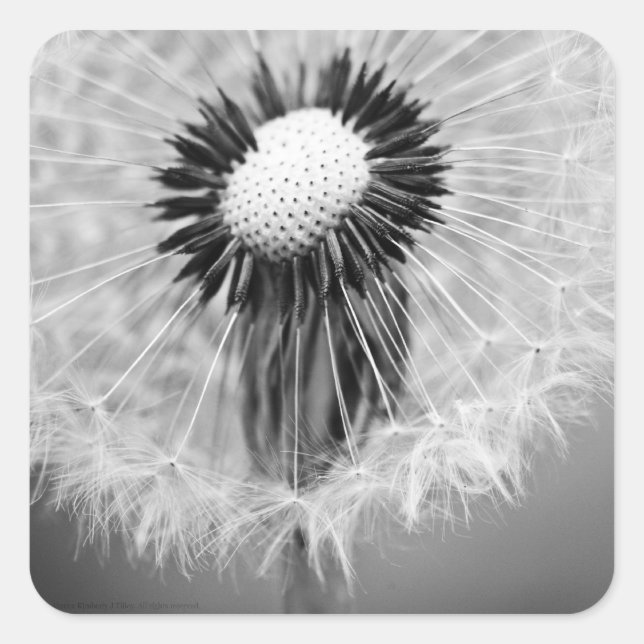 The Seeds of Tomorrow Square Sticker (Front)