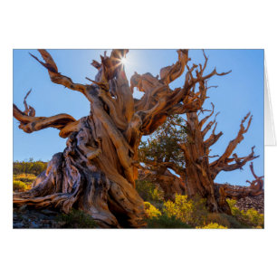 The Sentinel Tree
