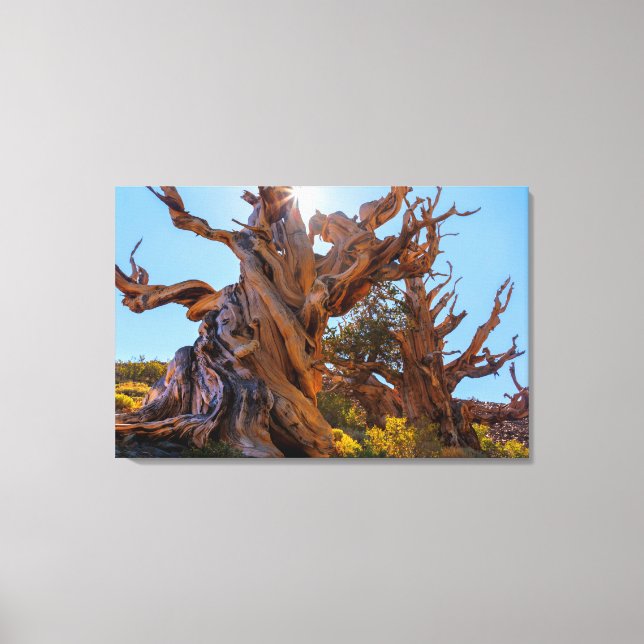 The Sentinel Tree Canvas Print (Front)