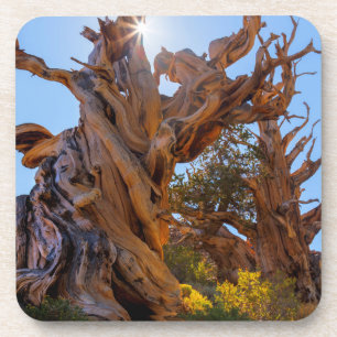 The Sentinel Tree Coaster