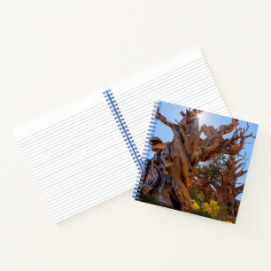 The Sentinel Tree Notebook