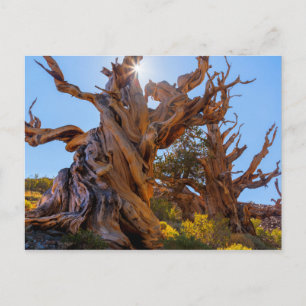 The Sentinel Tree Postcard