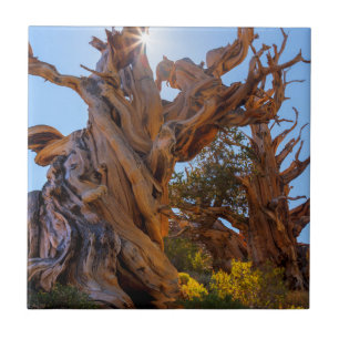 The Sentinel Tree Tile