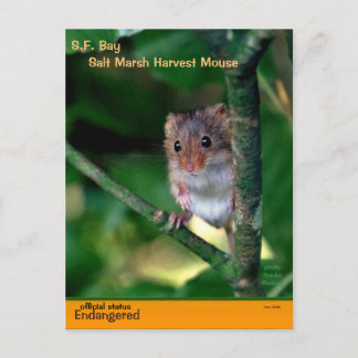 the SF Bay "Salt Marsh" mice are endangered - Holiday Postcard