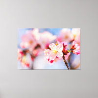 The Shining Beauty Of Pink Sakura Flowers